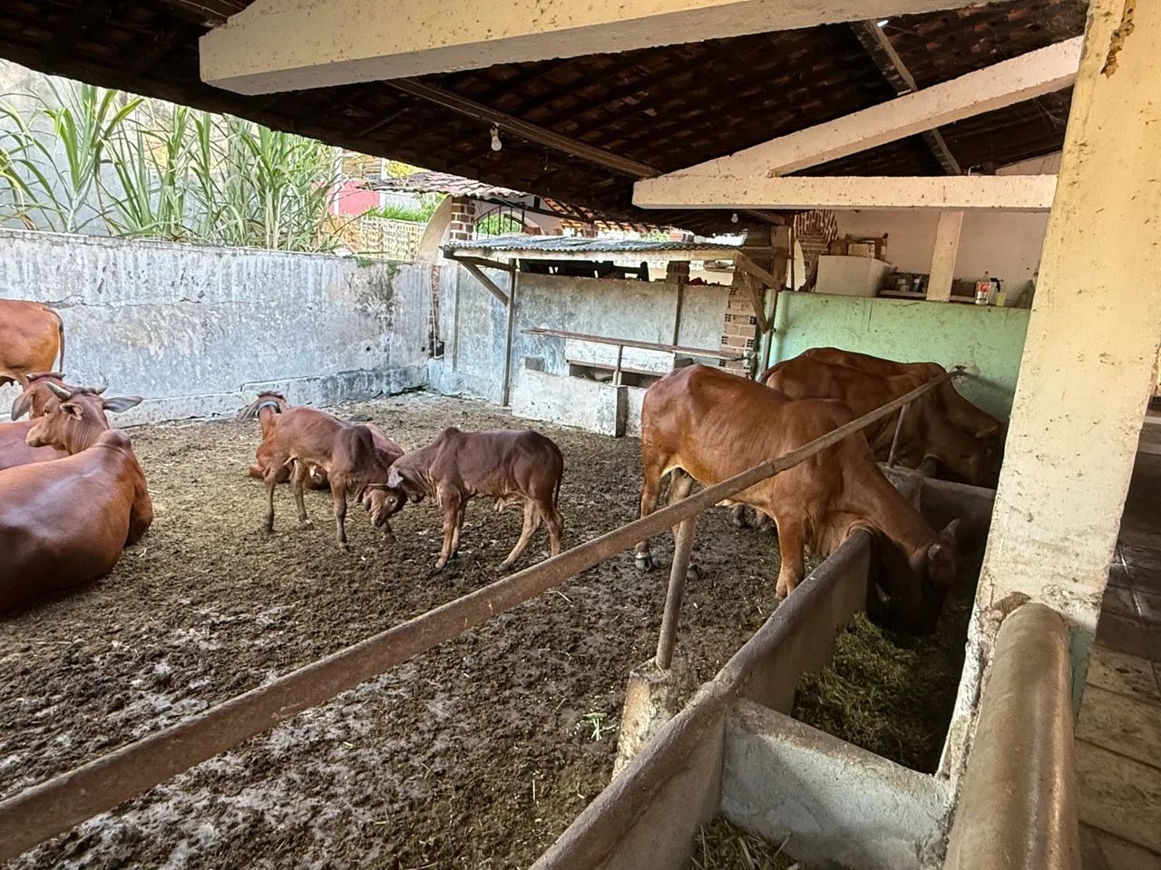 Venda  de gado Sindi Igarassu Pernambuco  - Foto 5