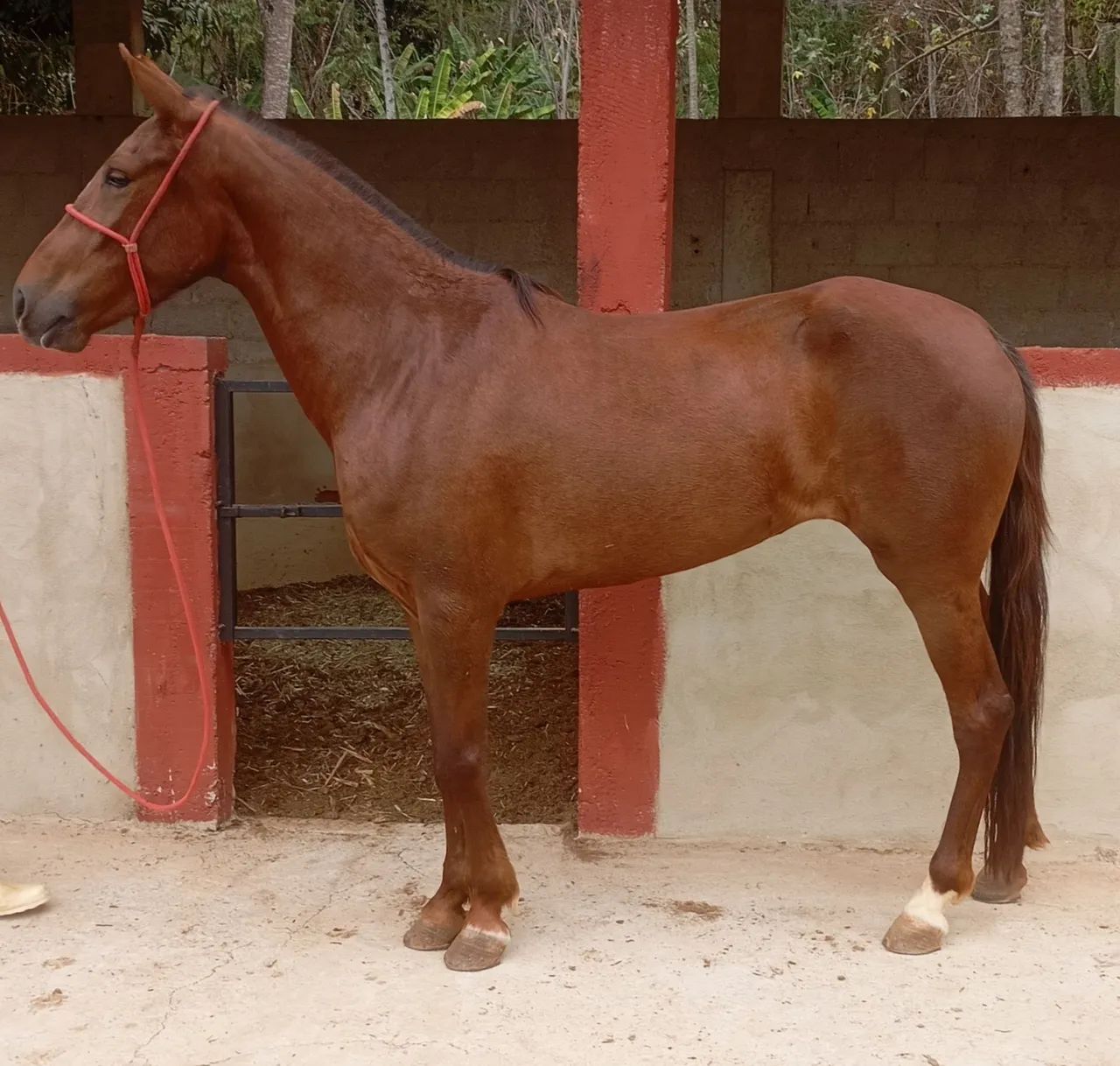 Égua  Mangalarga Marchador - 4 anos