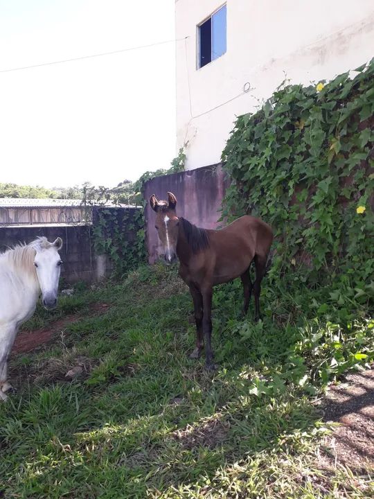 Égua Branca & Cavalo dóceis e mansos  - Foto 5