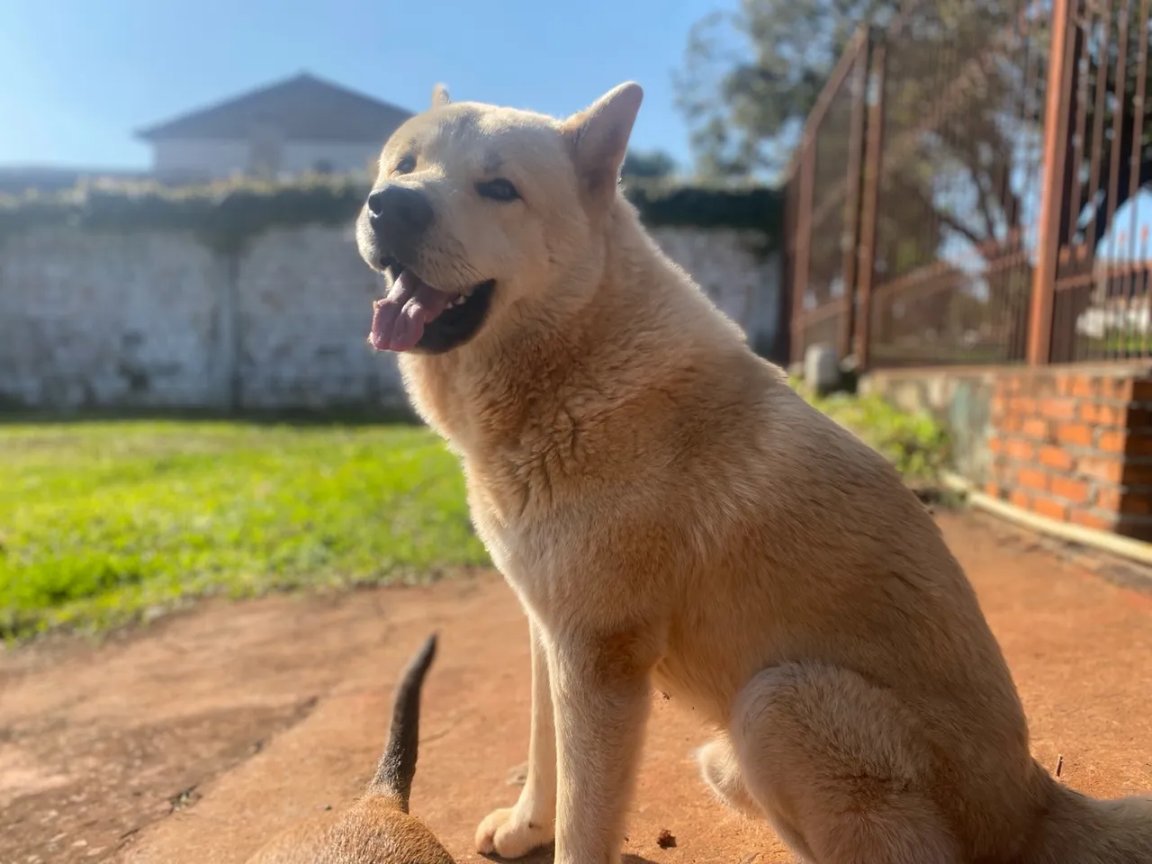 Cão de porte médio/ Grande