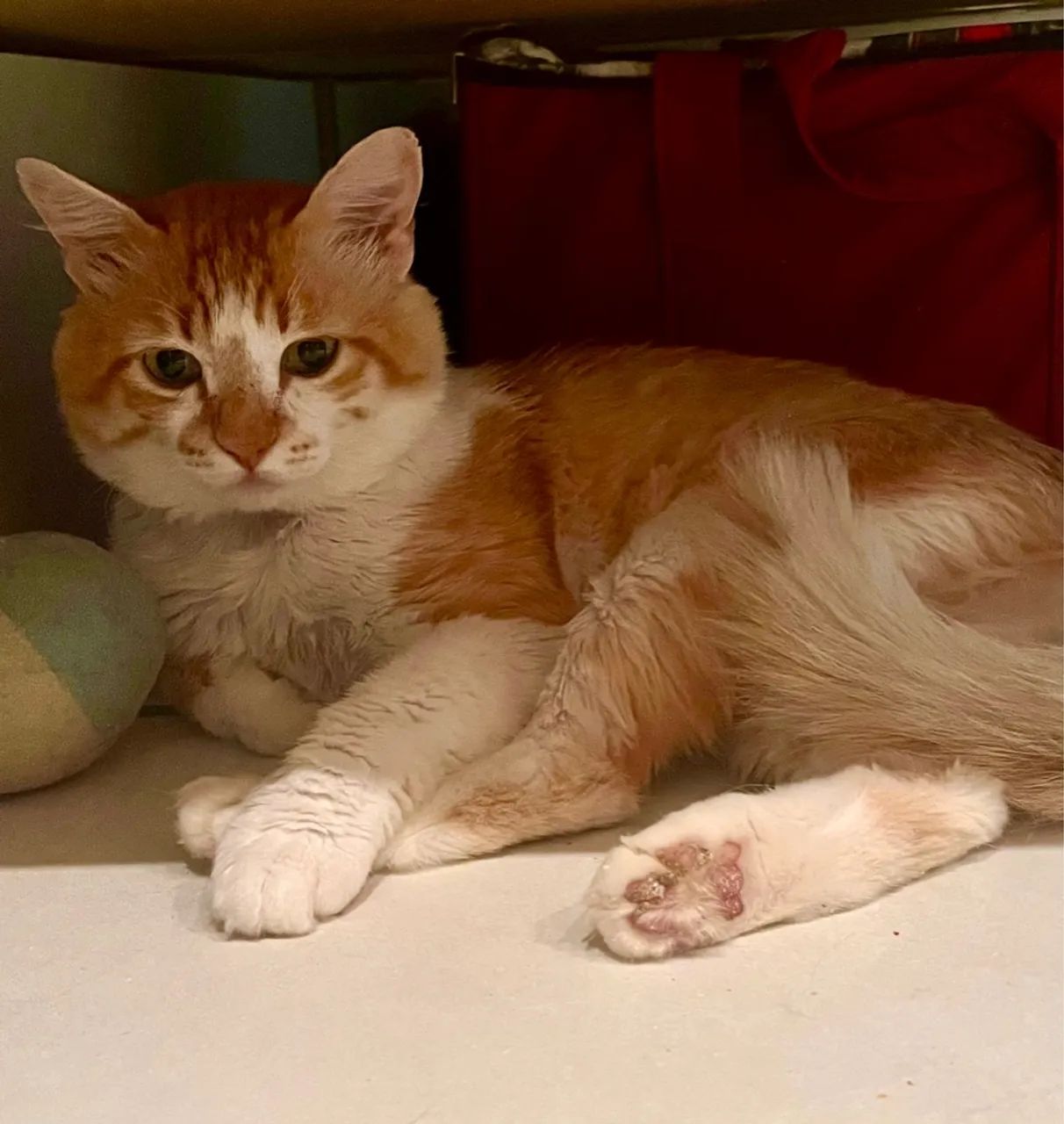 Gato maravilhoso para adoção  - Foto 2