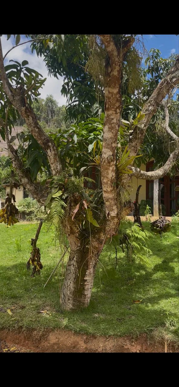 Vd lindo sítio em Santa Teresa - Foto 3