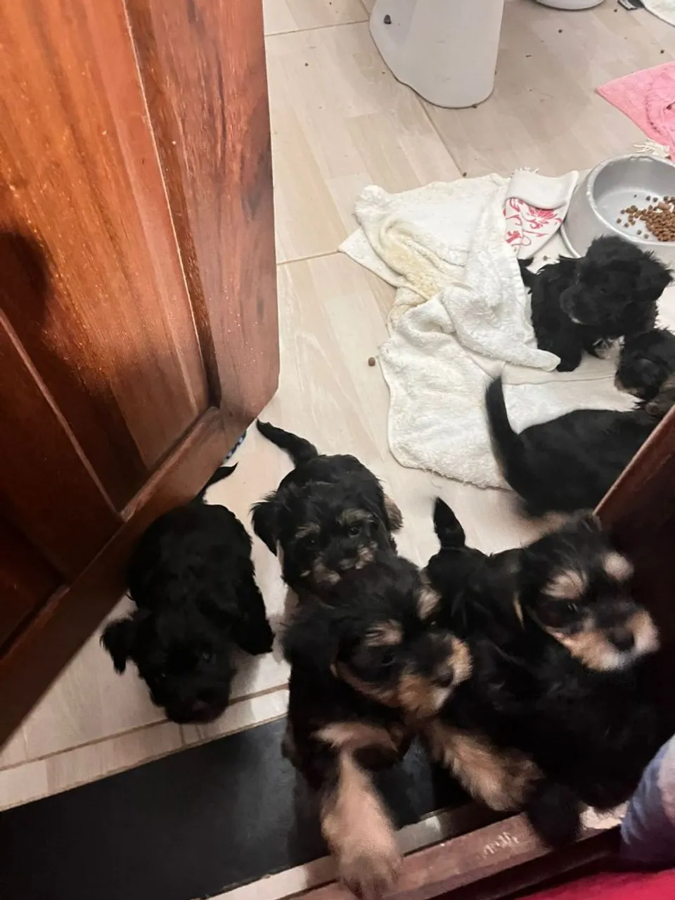 Filhotes de Yorkshire Terrier
