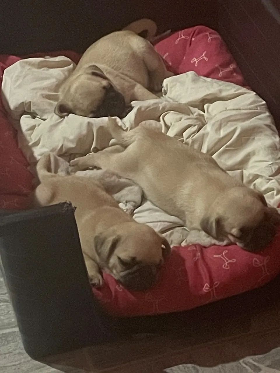 Filhote de Pug - Foto 2