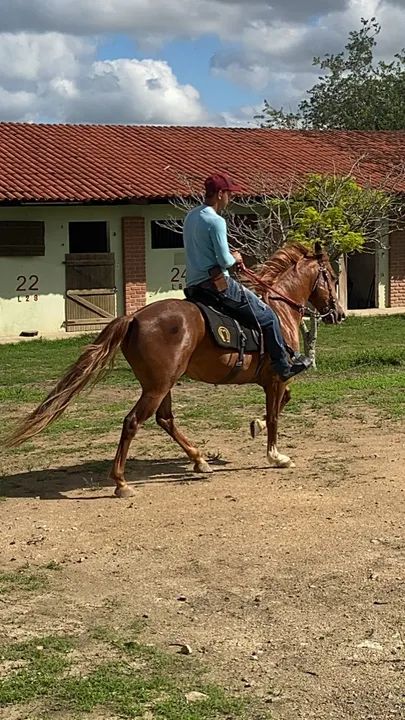 Vendo cavalo mangalarga marcha picada  - Foto 6