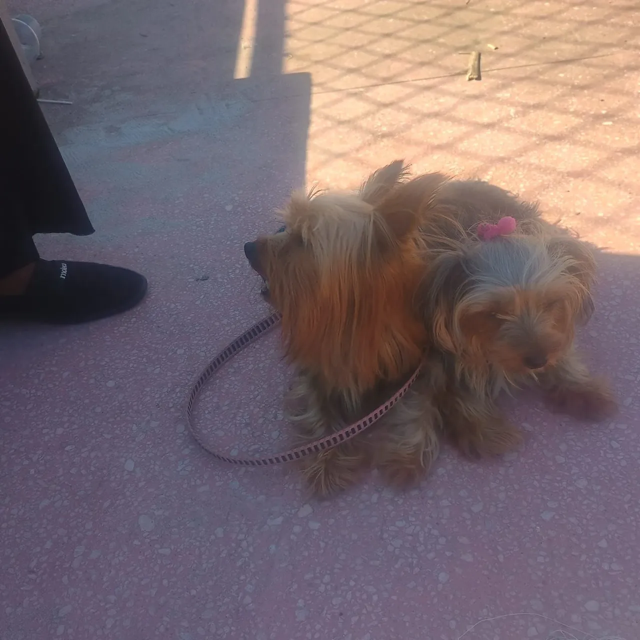 Cachorro