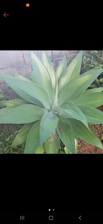 Planta agave para venda (mudas) - Foto 2