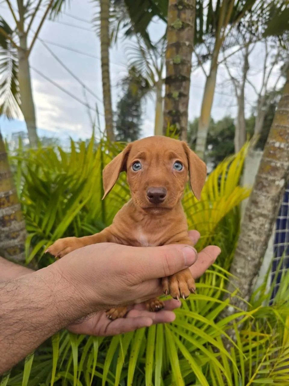 Dachshund: coragem e carinho em equilíbrio
