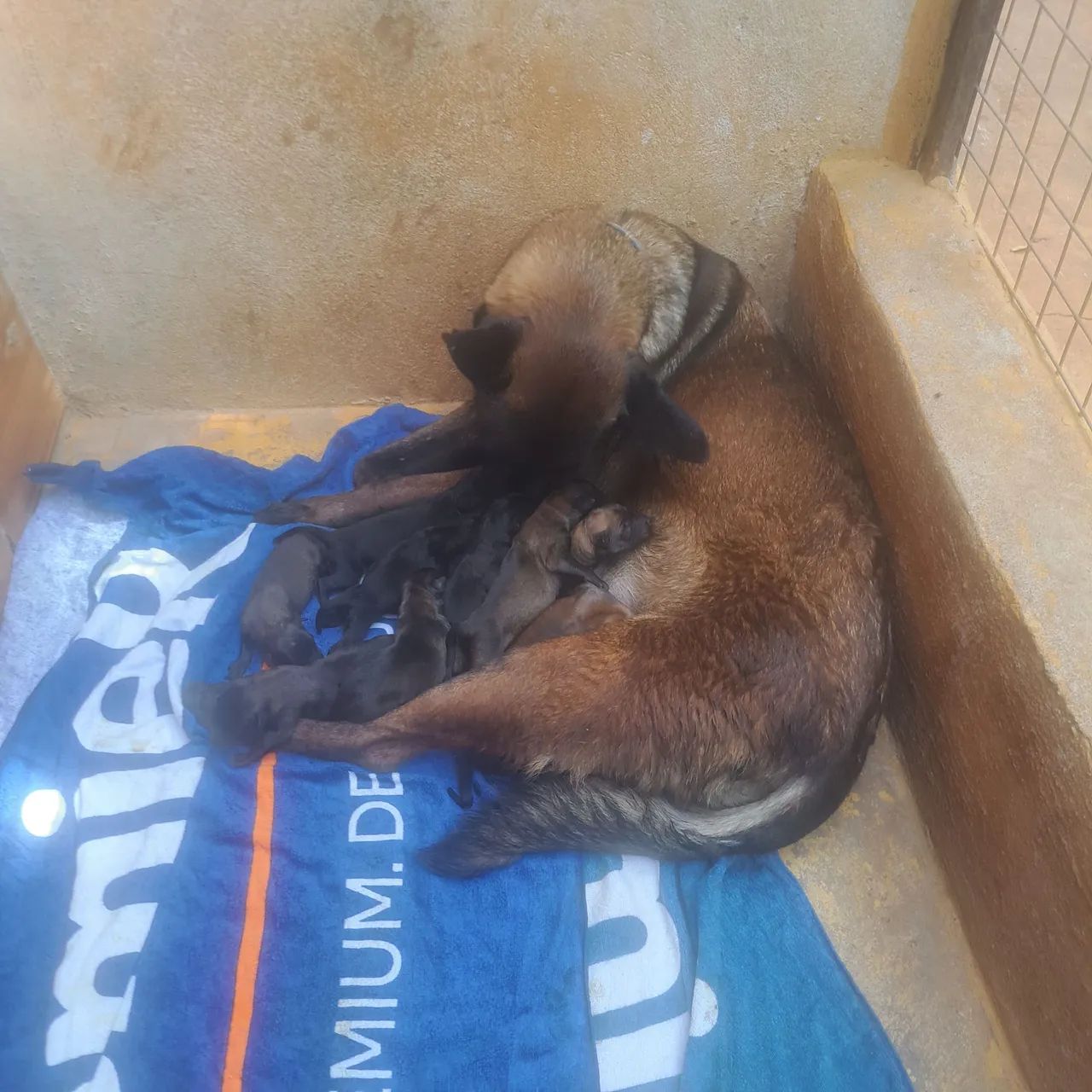 Disponível para venda filhotes de pastor belga malinois 