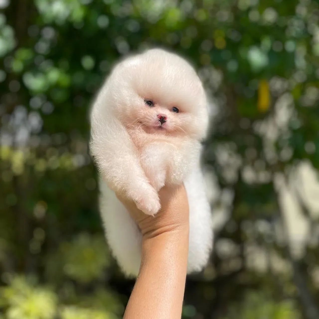 Lulu da Pomerânia Ursinhos Incríveis  - Foto 4
