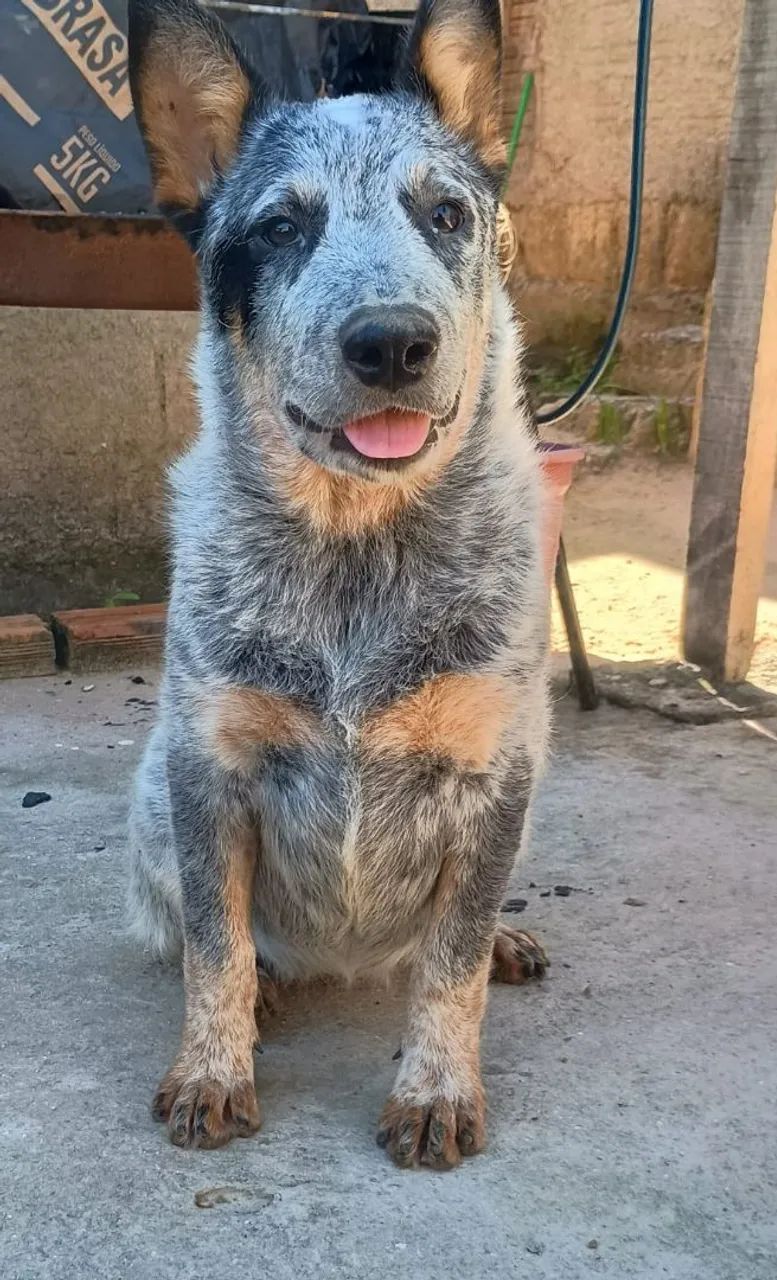 Buy cattle dog olx 2025 Black Friday