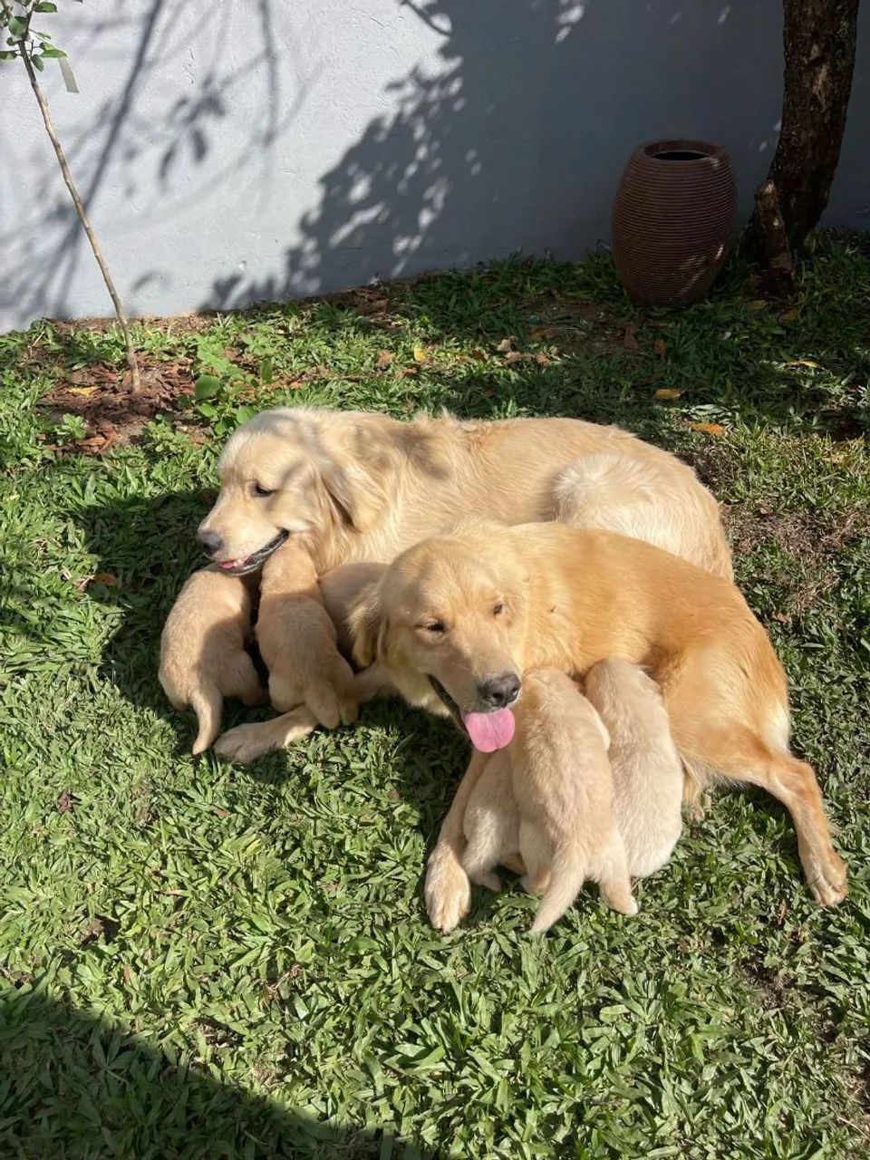 Golden Retriever com filhotes - Foto 6