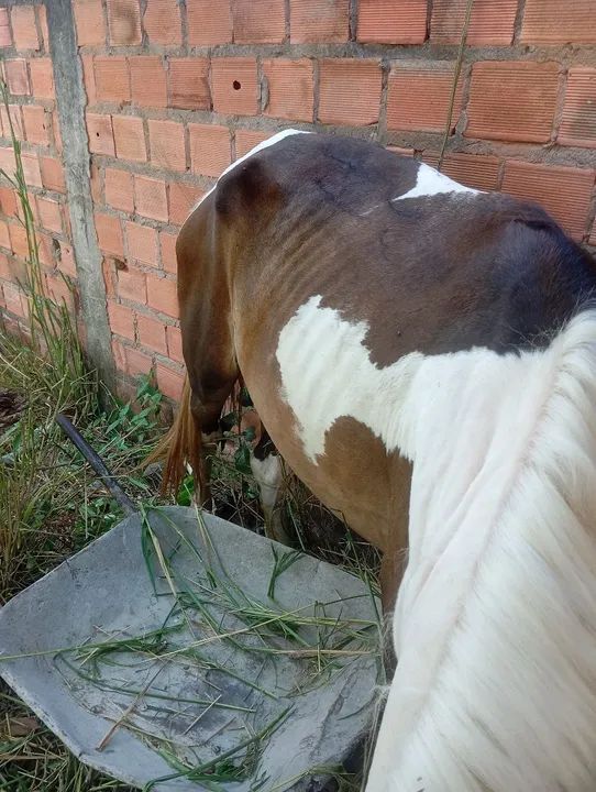 Cavalo misto de pampa 