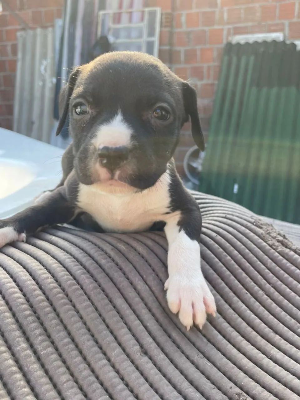 Filhotes lindos Pitbull  - Foto 3