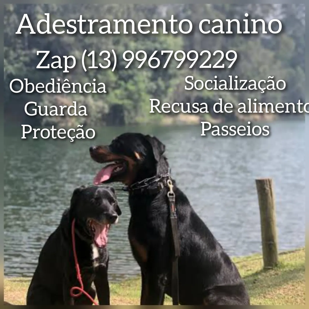 Adestramento canino