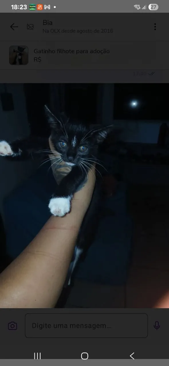 Gatinho filhote para adoção