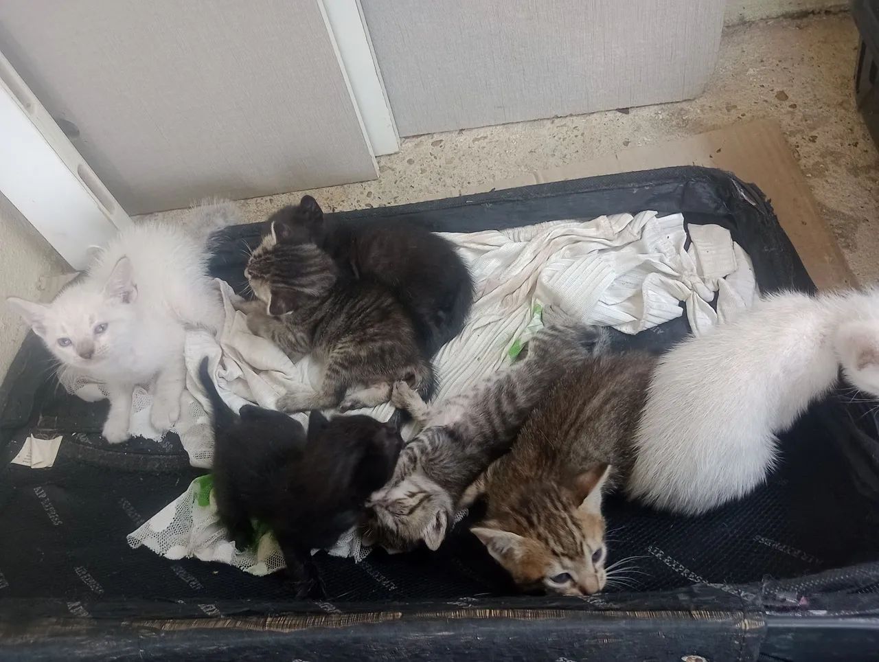 Gatinhos fofinhos para adoção - Foto 5