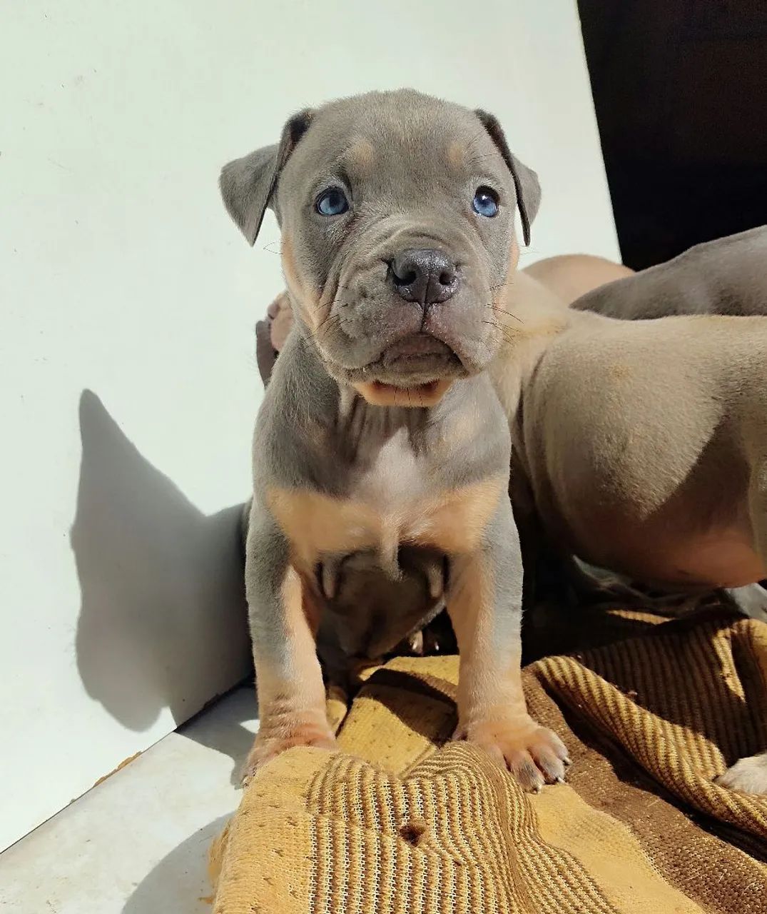 Filhotes de pitmonster disponíveis com pedigree 
