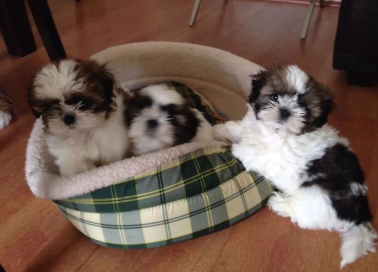 Lindos filhotes Shih Tzu