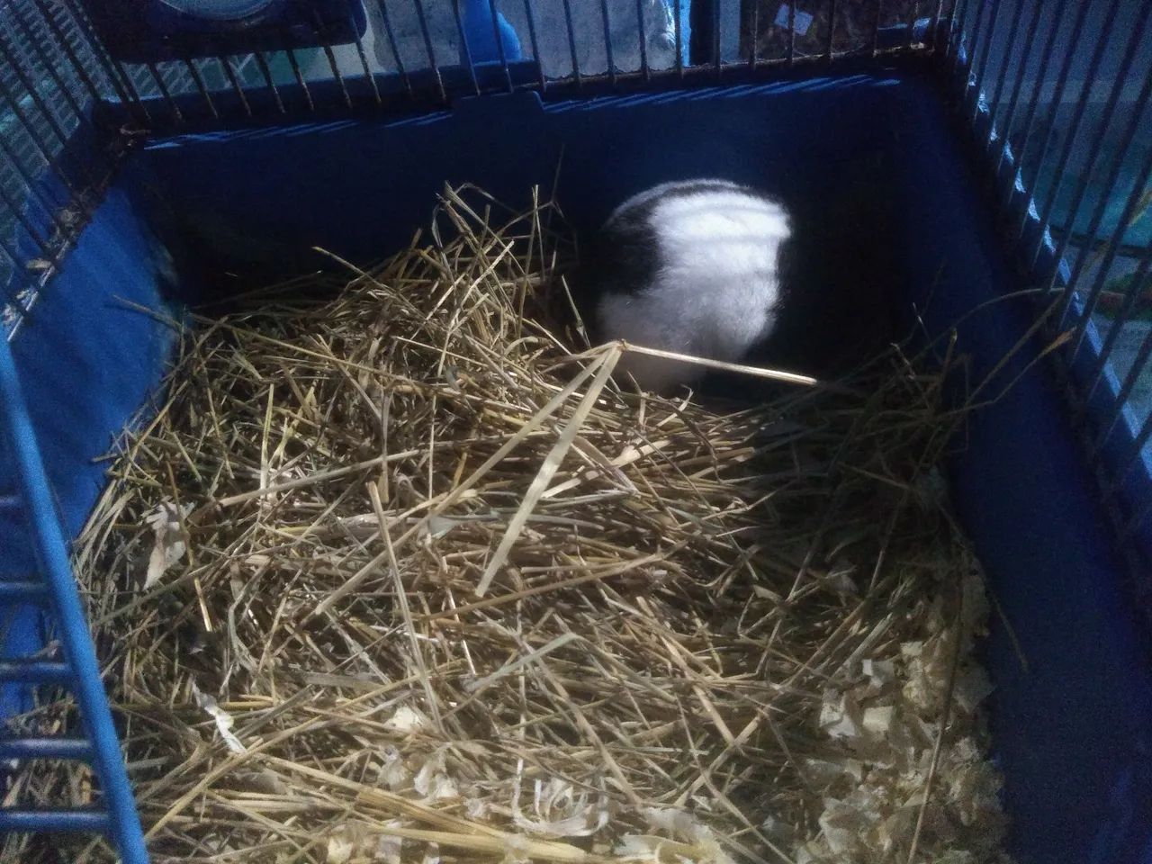 Hamster com gaiola e acessórios - Foto 4