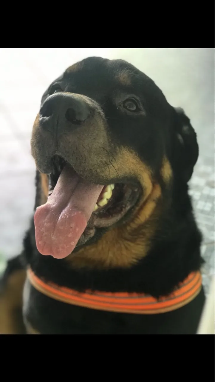 Rottweiler