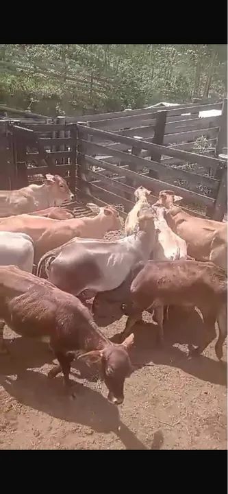 Novilhas aneloradas para venda - Foto 4