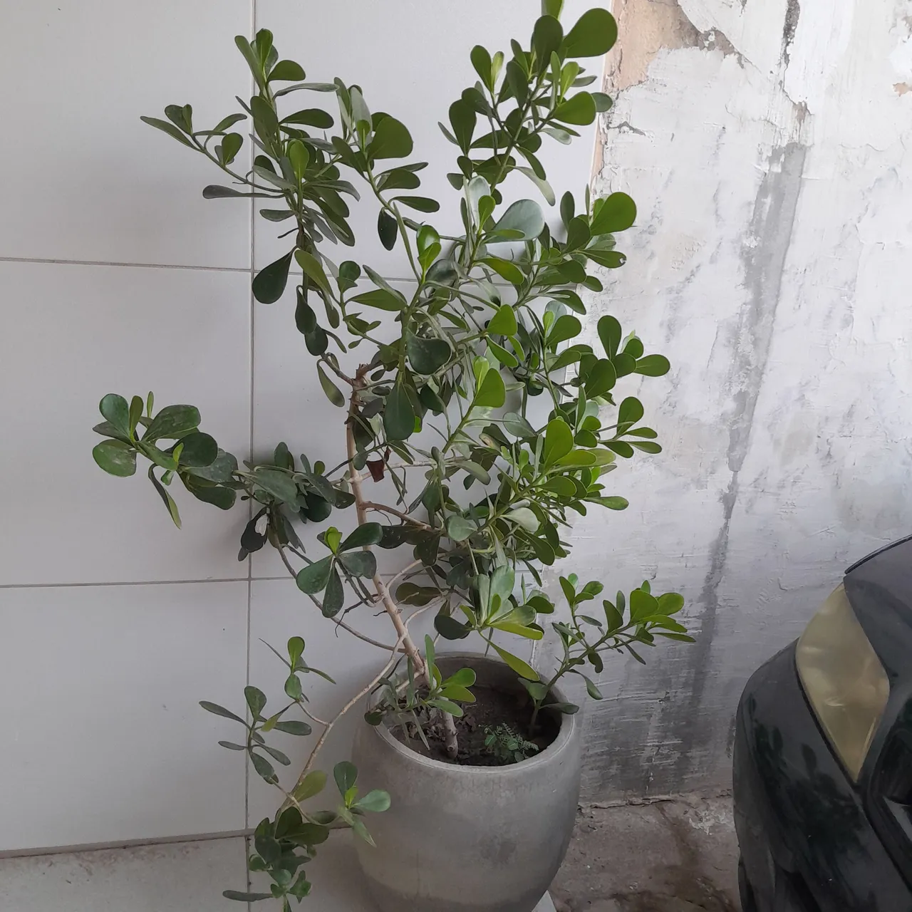 Planta verde em vaso