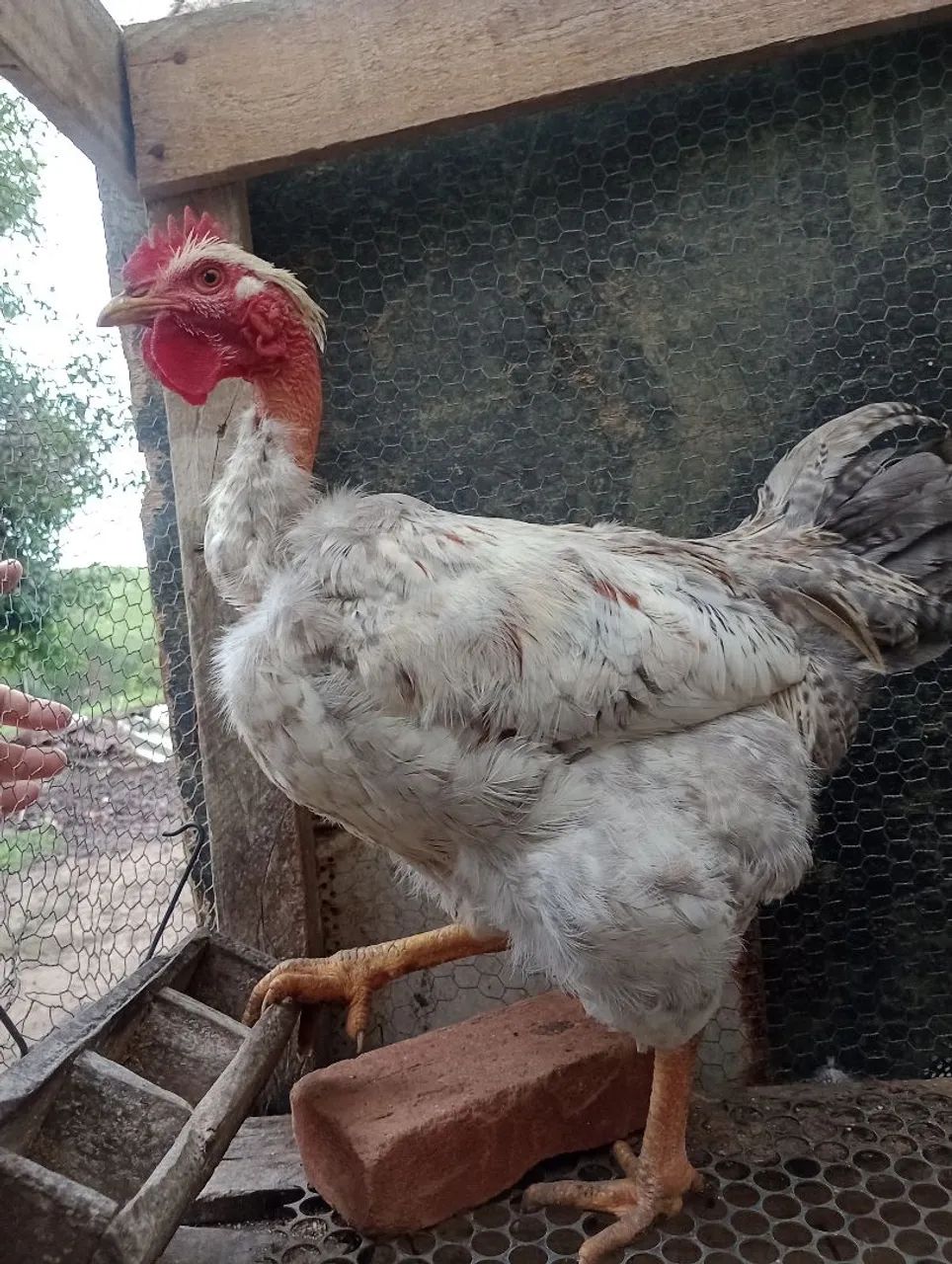 Frango pescoço pelado pedrês - Foto 4
