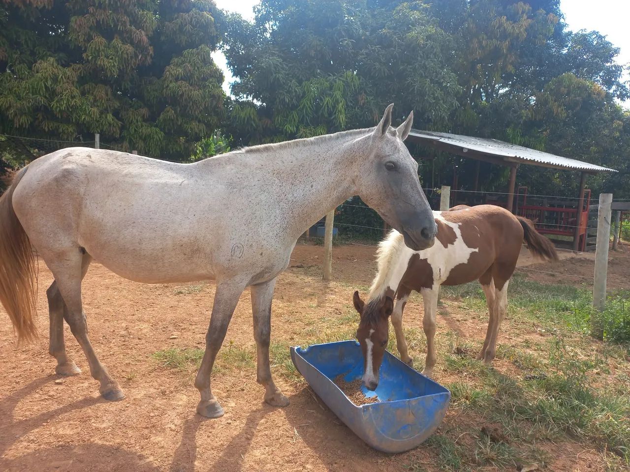 Egua mangalarga registrada, e potro - Foto 5