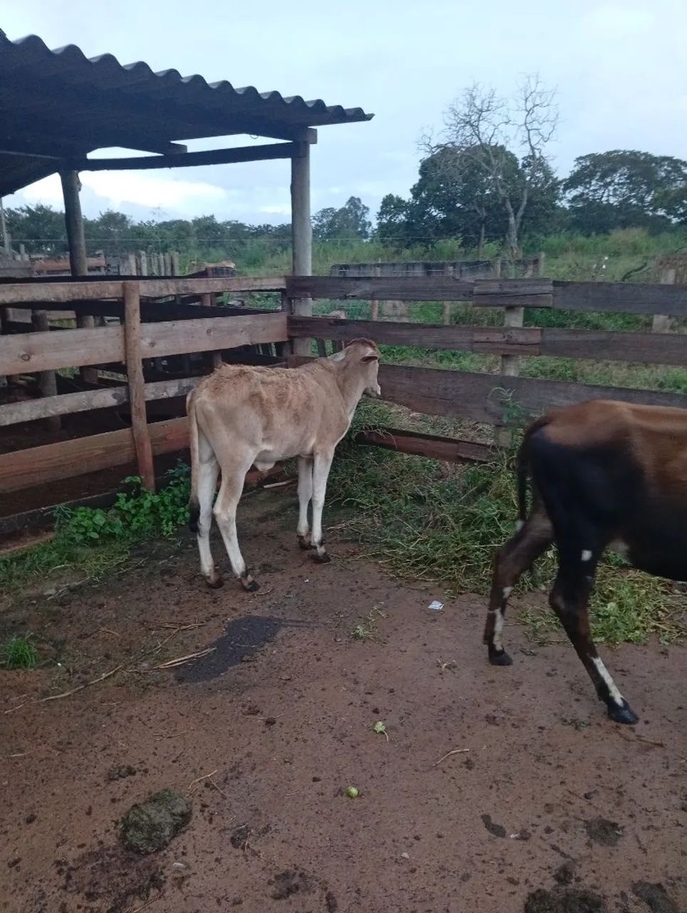 Bezerro para venda