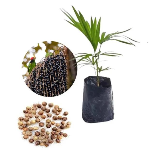 1.000 Mil Sementes de Juçara Palmito para cultivo