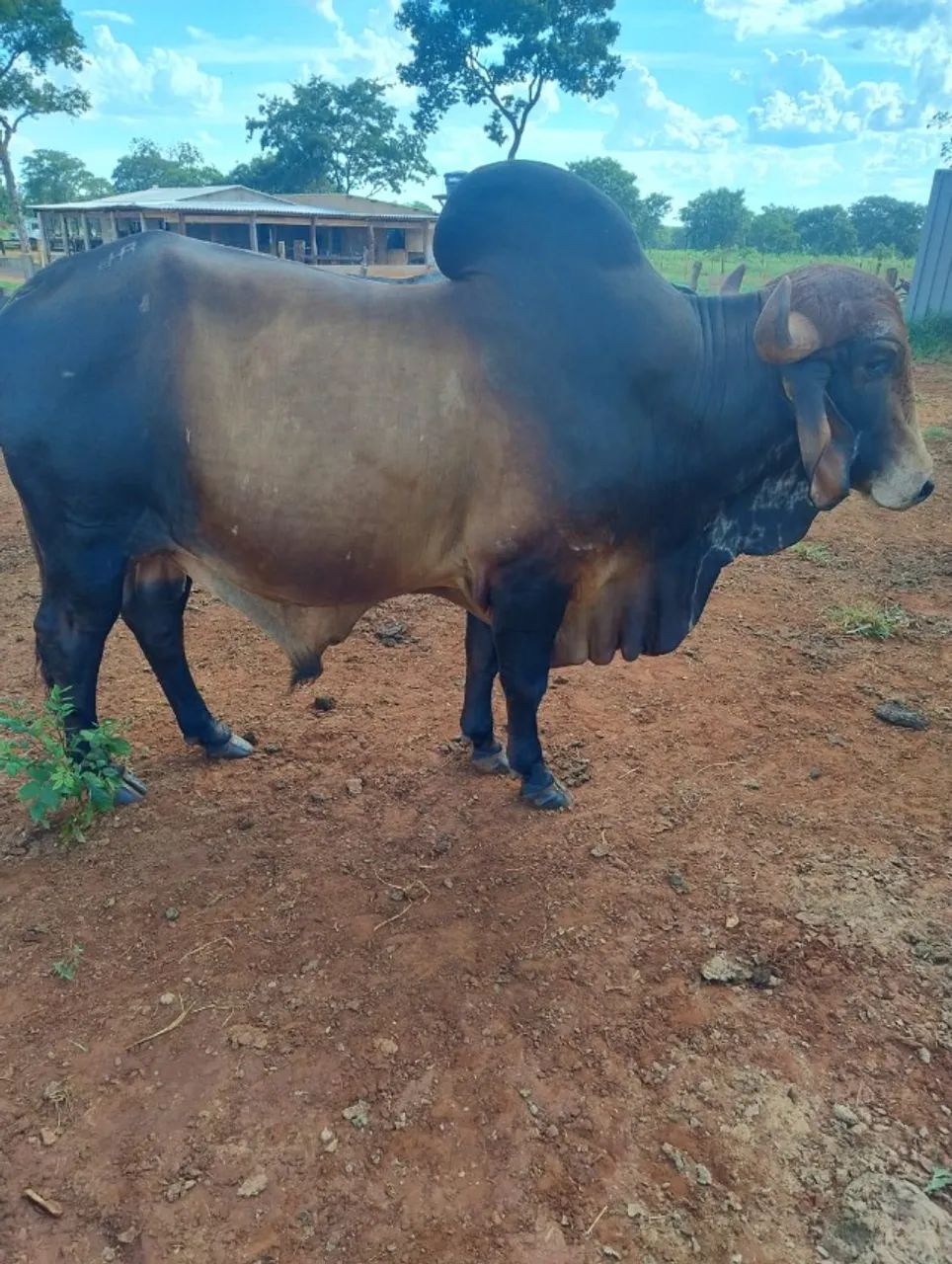 Vendo touro Gir leiteiro - Foto 2