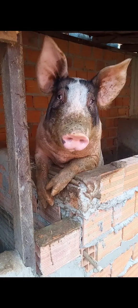 Porco à venda