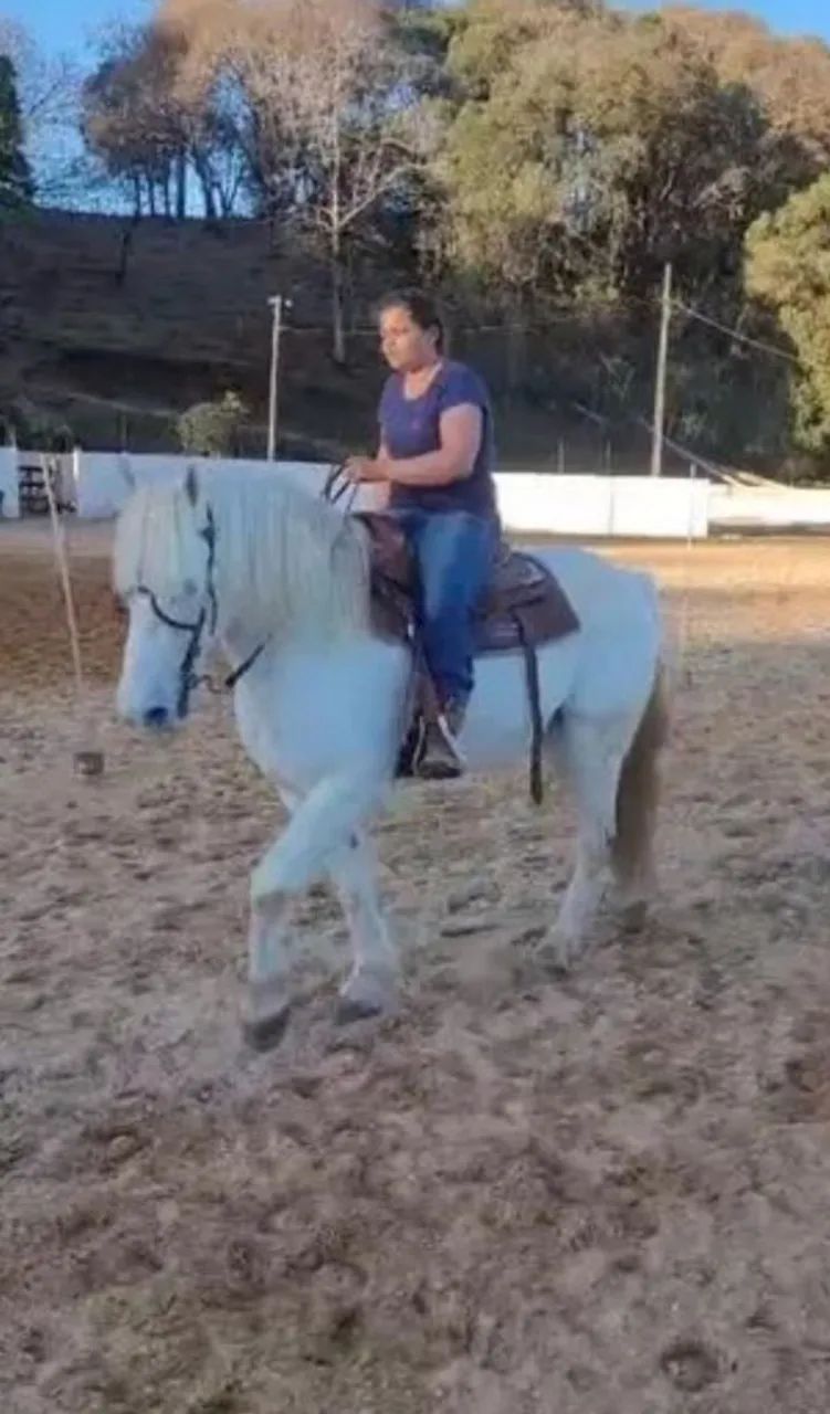 Cavalo Percheron lindo manso Castrado  - Foto 5