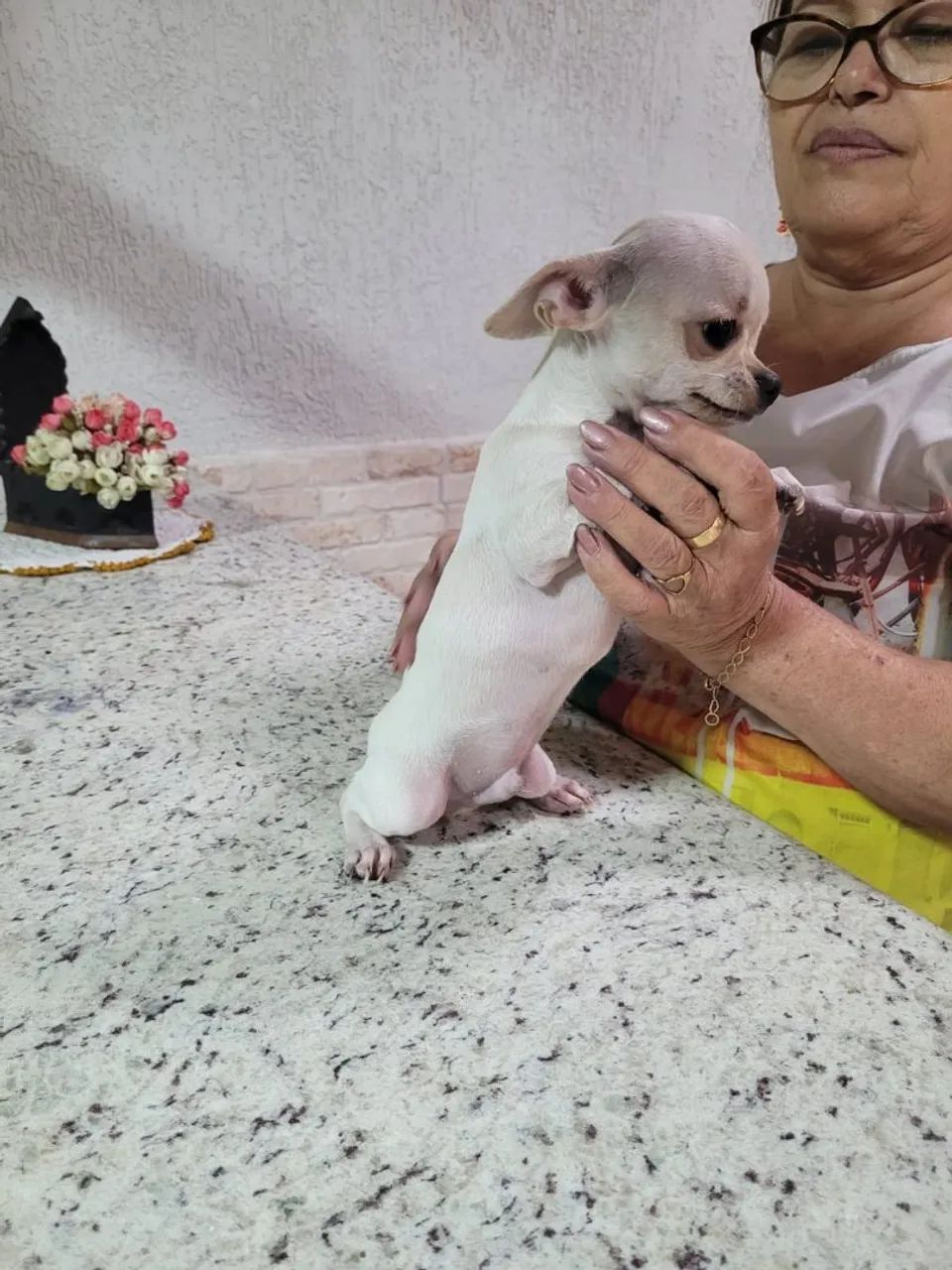 Chihuahua femea  - Foto 5