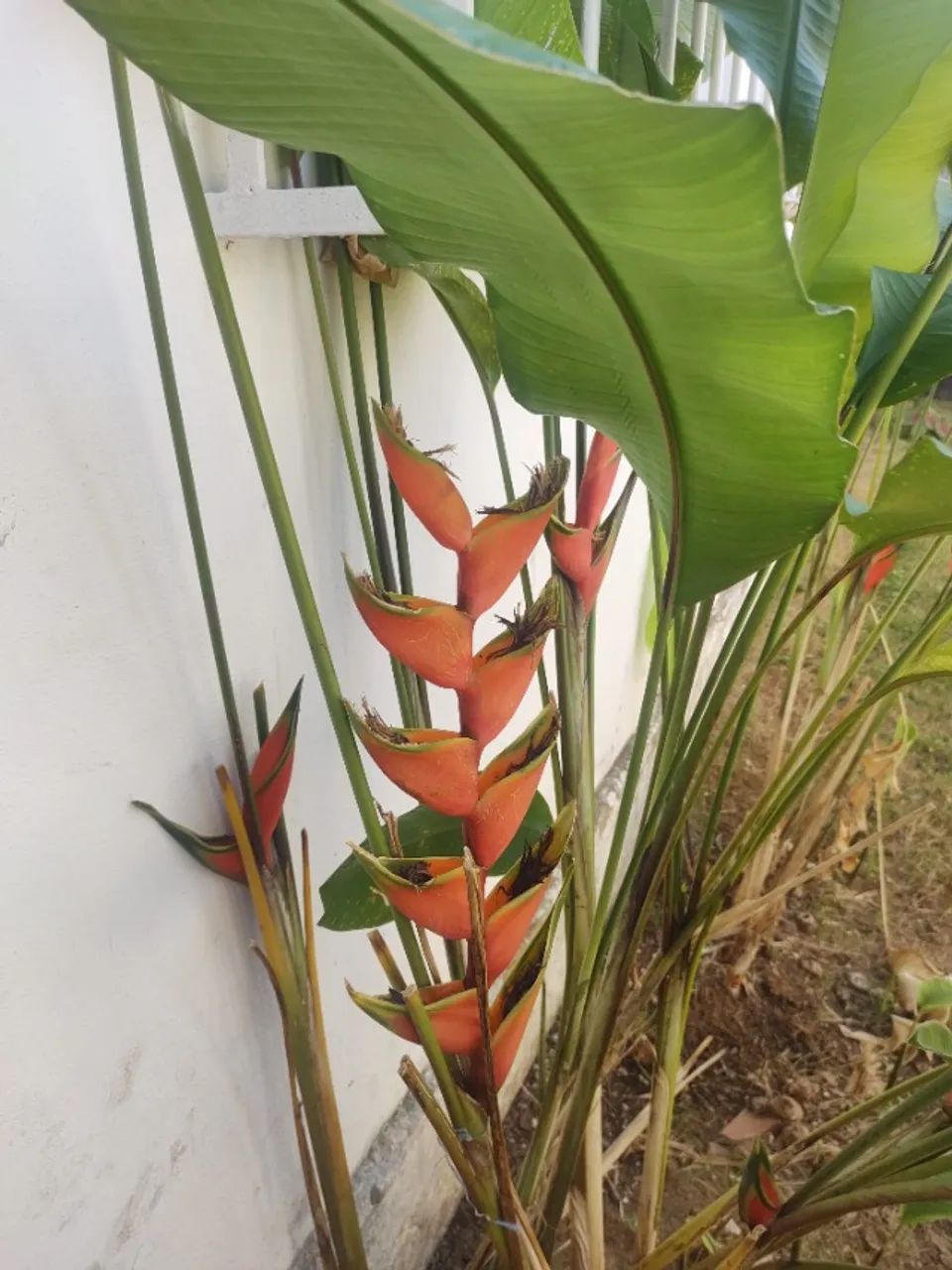 Muda de planta Pássaro de Fogo  - Foto 3