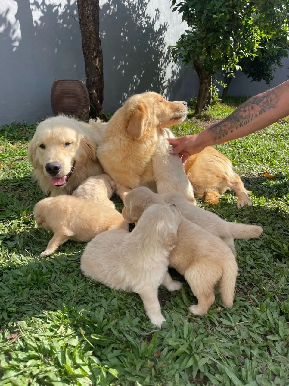 Golden Retriever com filhotes - Foto 3