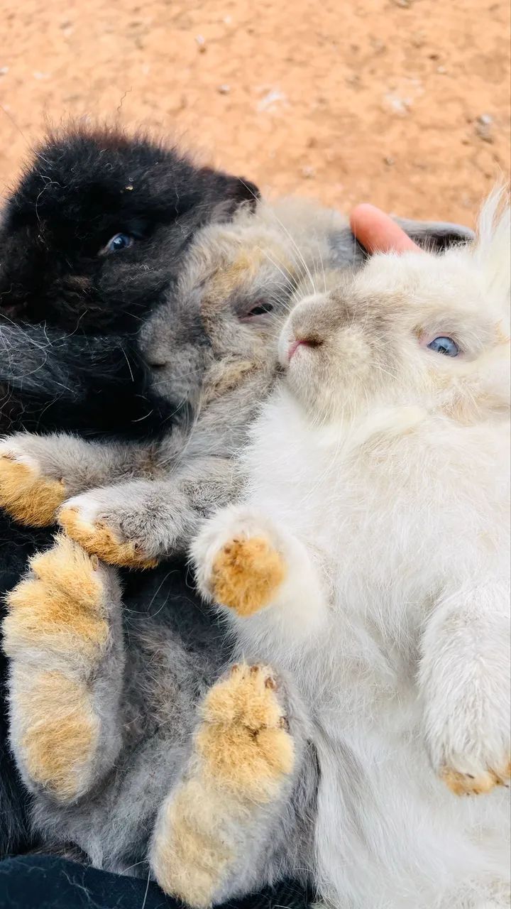 Coelhos mini Lion - Foto 2