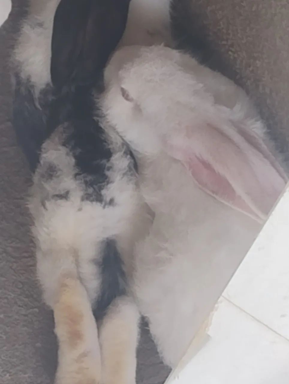 Vende se coelho ?