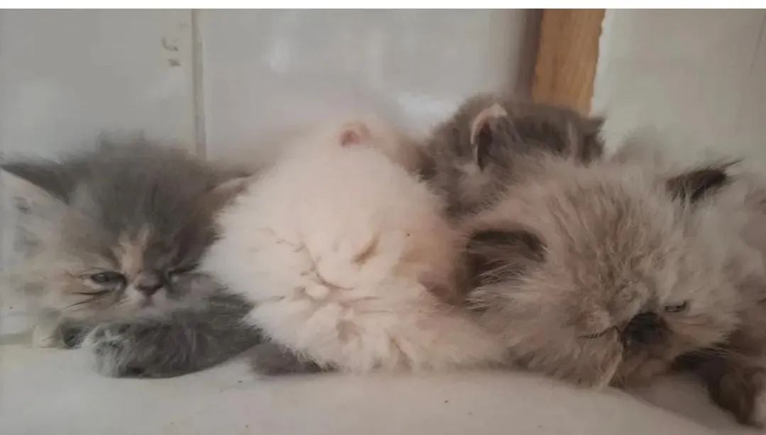 Vendo gato perça - Foto 2