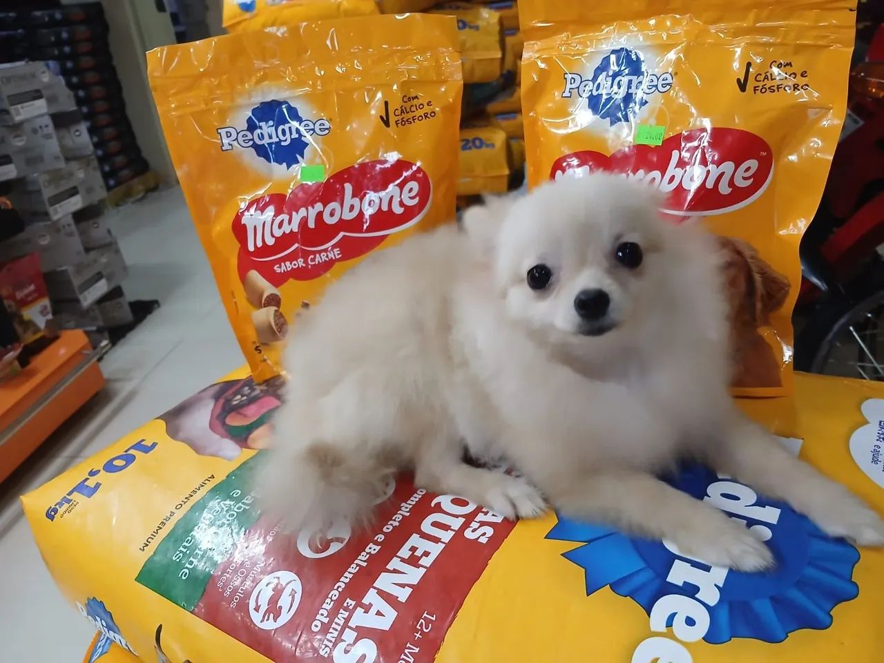 Lulu da Pomerânia - Foto 2
