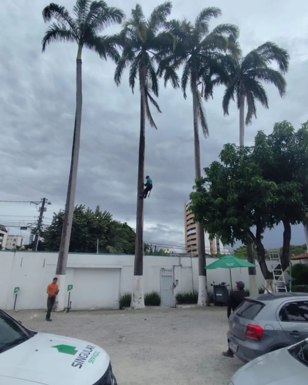 Remoção de Coqueiro Alto - Empresa que remove coqueiro - Foto 3