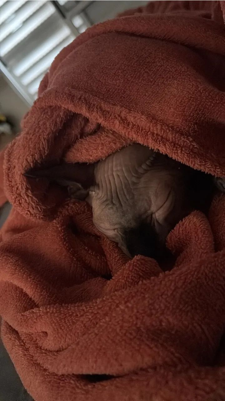 Procura-se macho da raça sphynx