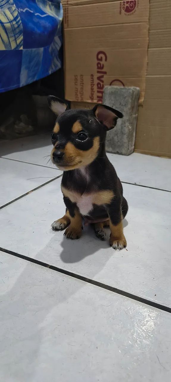 Pinscher 
