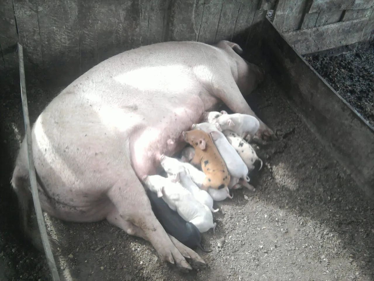 4 cabecas Porcas de primeira cria  - Foto 4