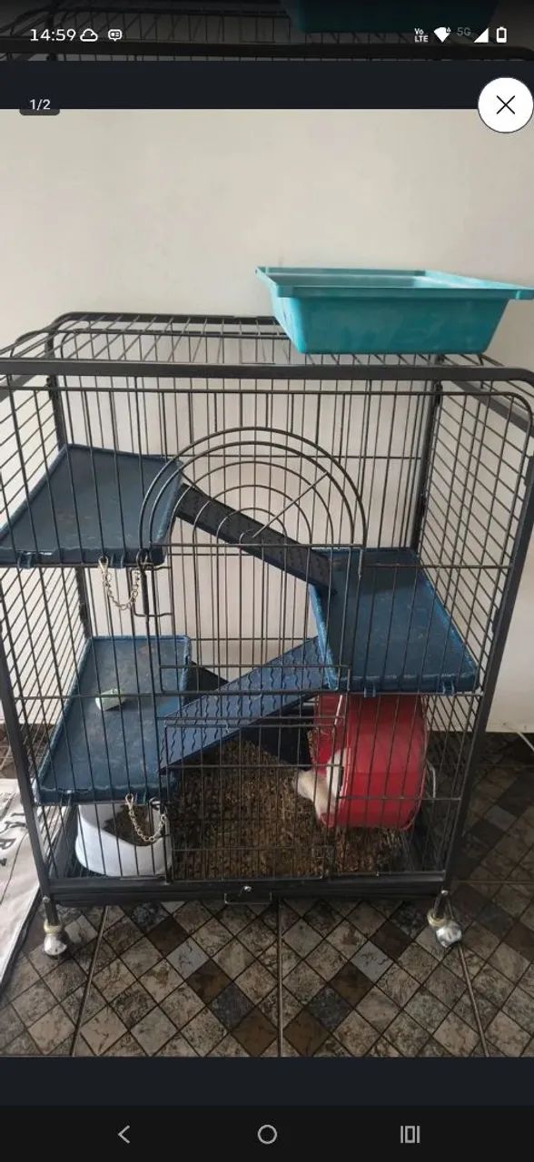 Chinchila junto com gaiola 