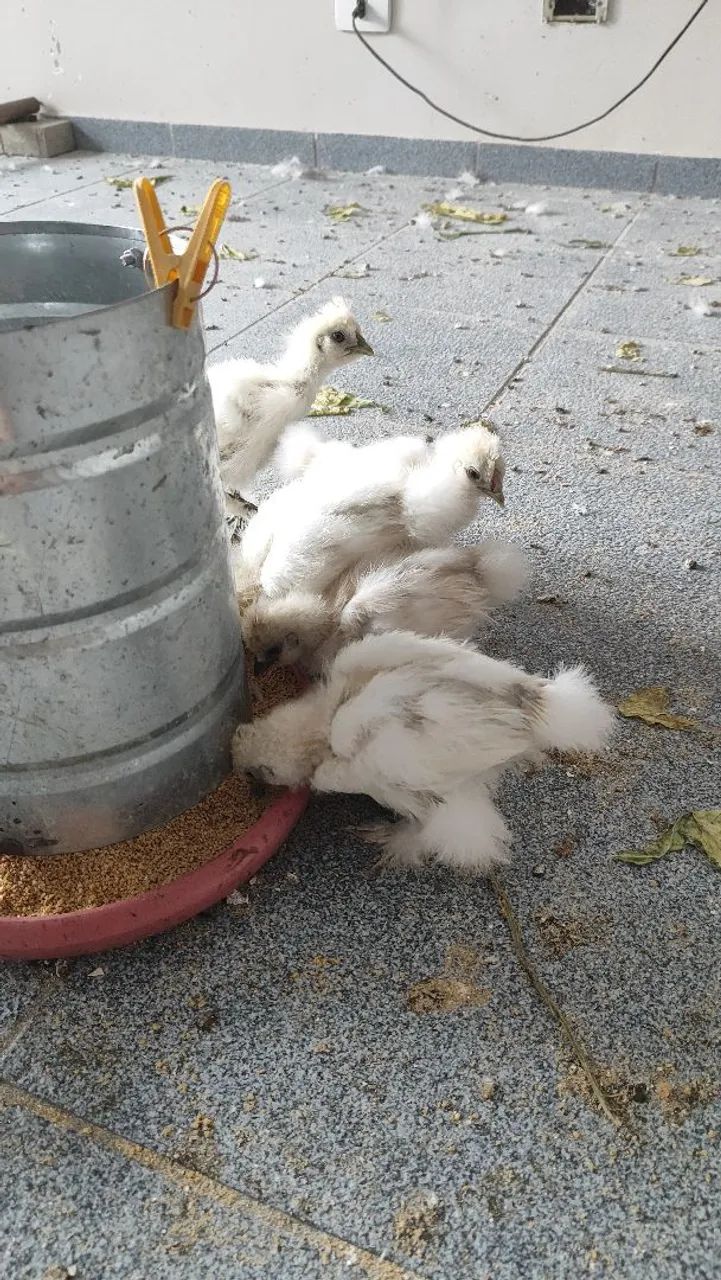 Pintinhos galinha sedosa 