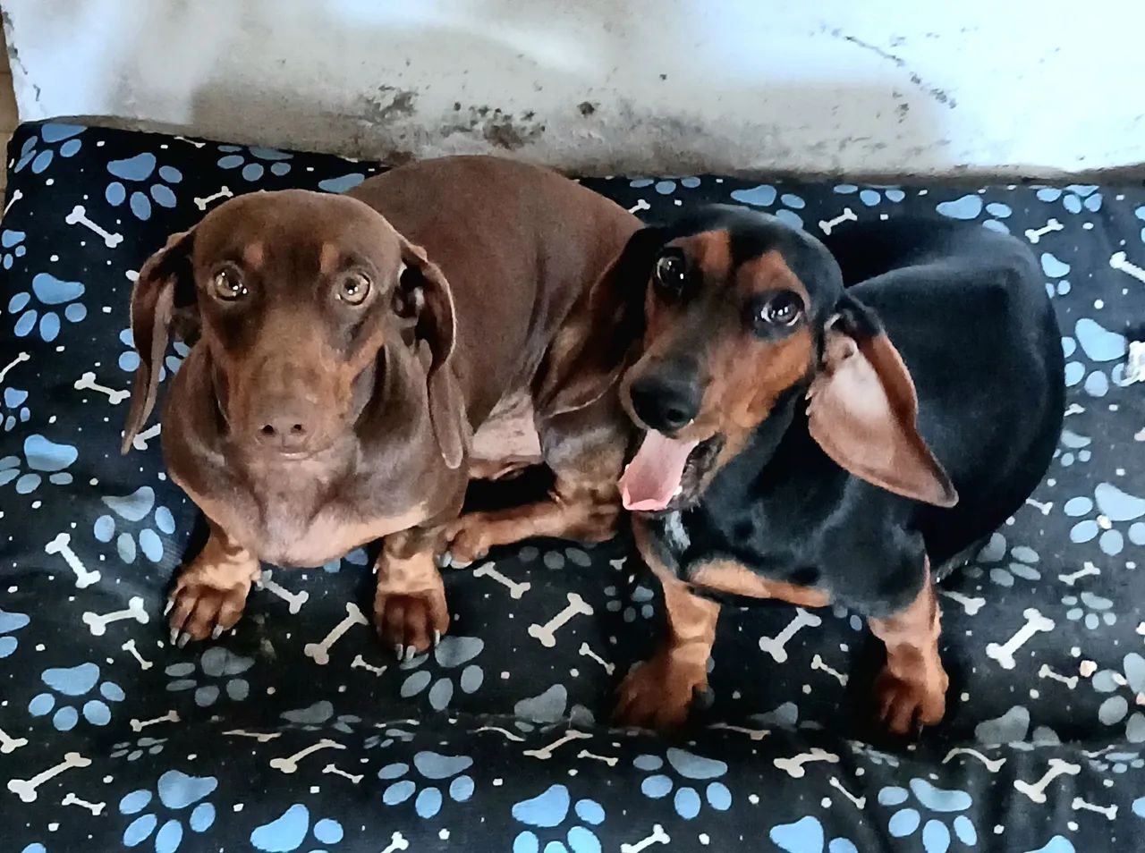Salsicha (Dachshund) - Foto 3