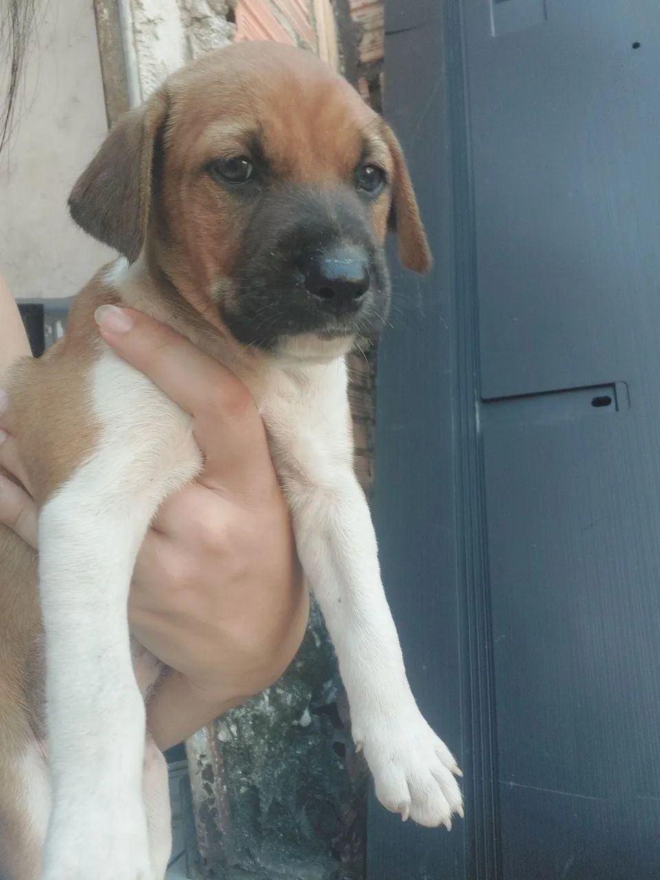 Doação de Cães  - Foto 2