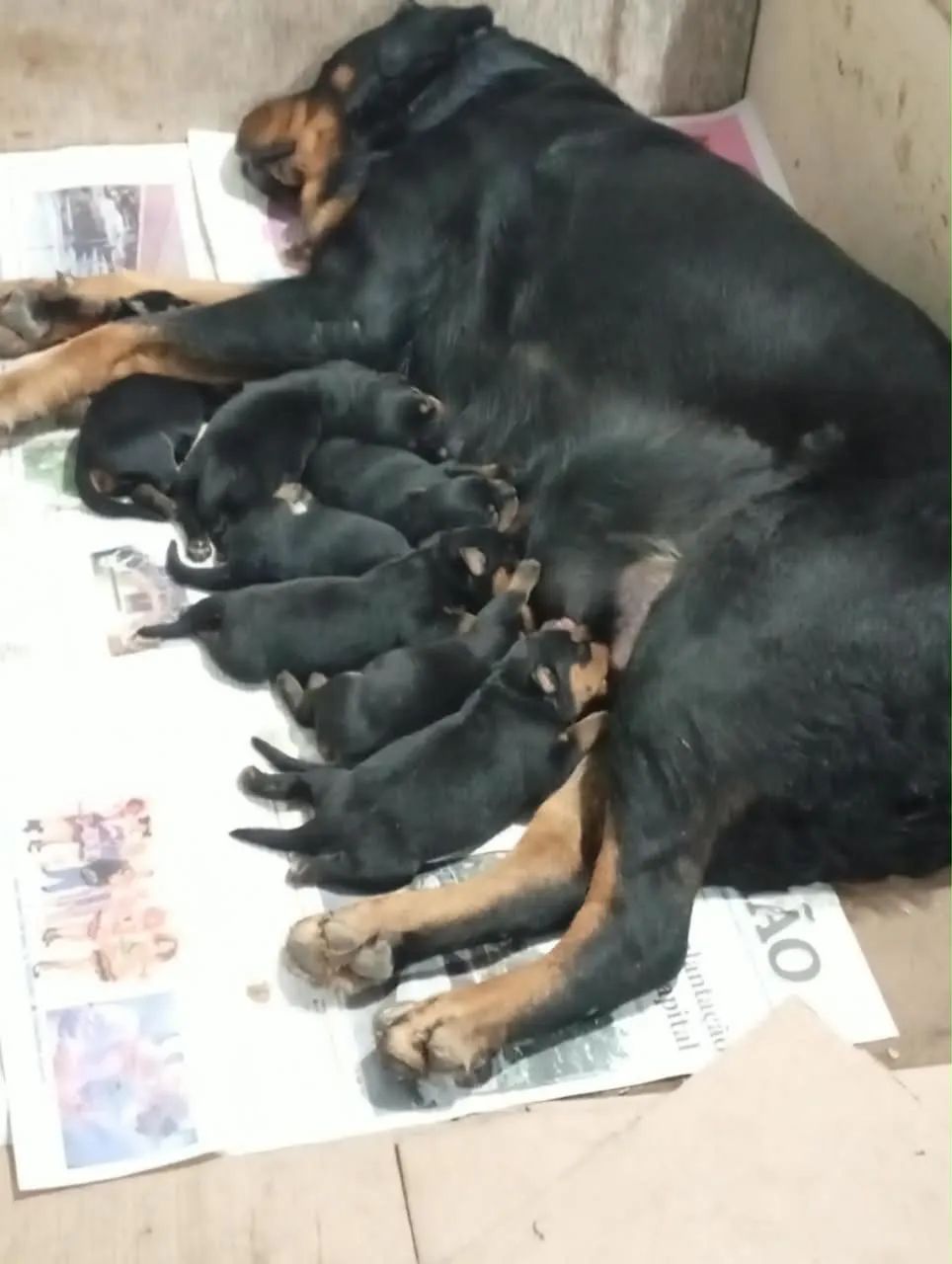 Filhotes Rottweiler 